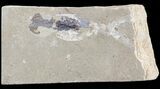 Cretaceous Squid (Pos/Neg) - Soft-Bodied Preservation #48541-3